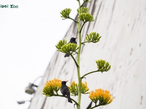 把握花期朝聖！臺北動物園「世紀之花」龍舌蘭壯麗盛放，一生僅此一次